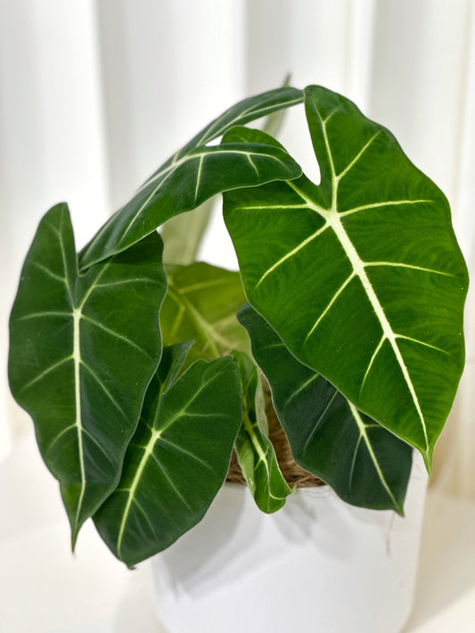 綠天鵝絨海芋 | Aglaonema 'Green Velvet'