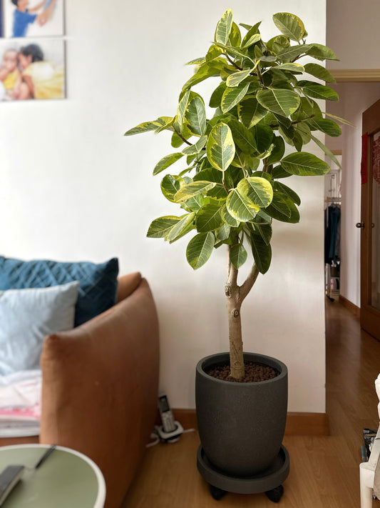斑葉高山榕(富貴榕) | Ficus Benghalensis Variegata