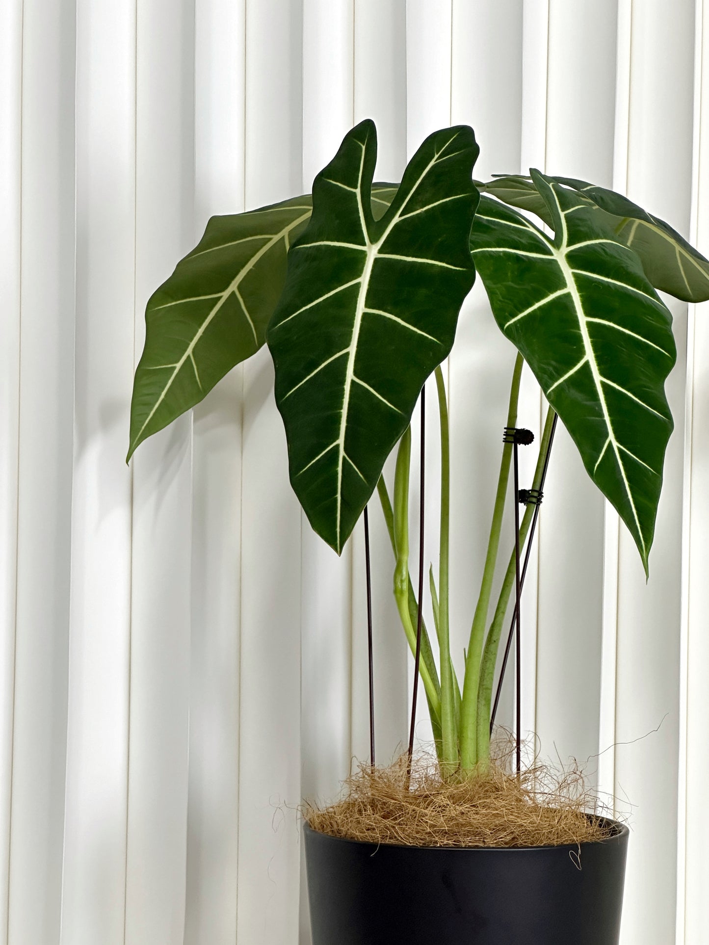 綠天鵝絨海芋(中型) | Aglaonema 'Green Velvet'