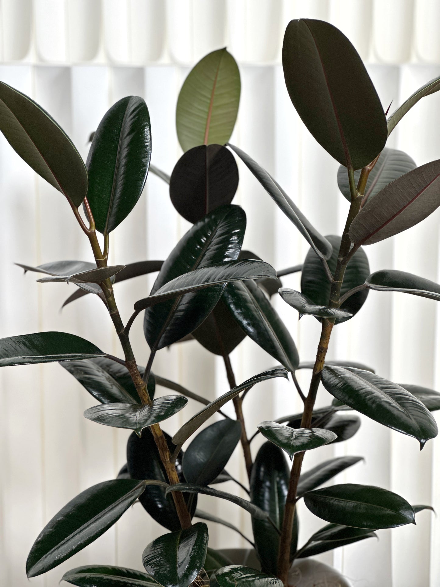 橡皮樹(中型)|Ficus Elastica Burgundy(M Size)