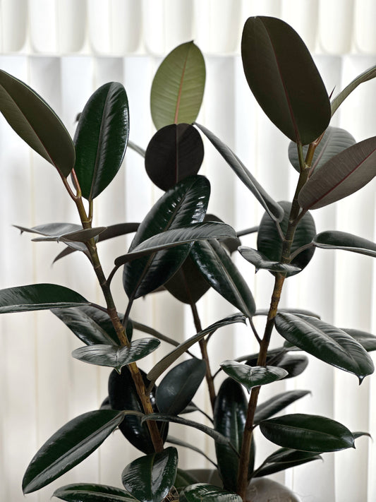 橡皮樹(中型)|Ficus Elastica Burgundy(M Size)