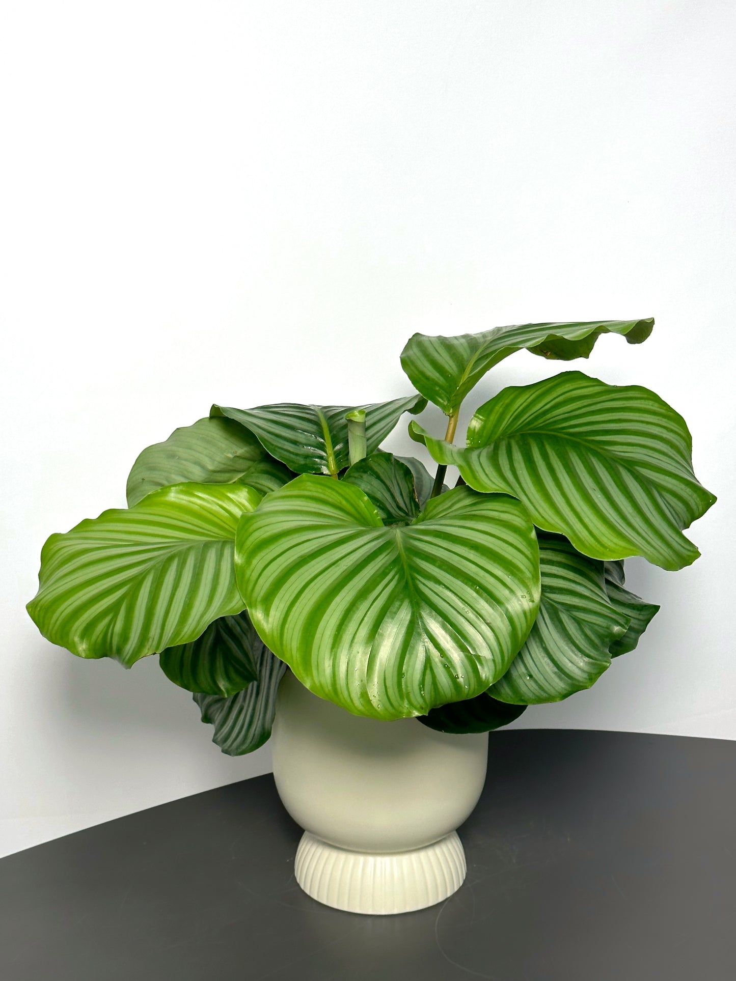 青蘋果竹芋(中型) | Calathea orbifolia