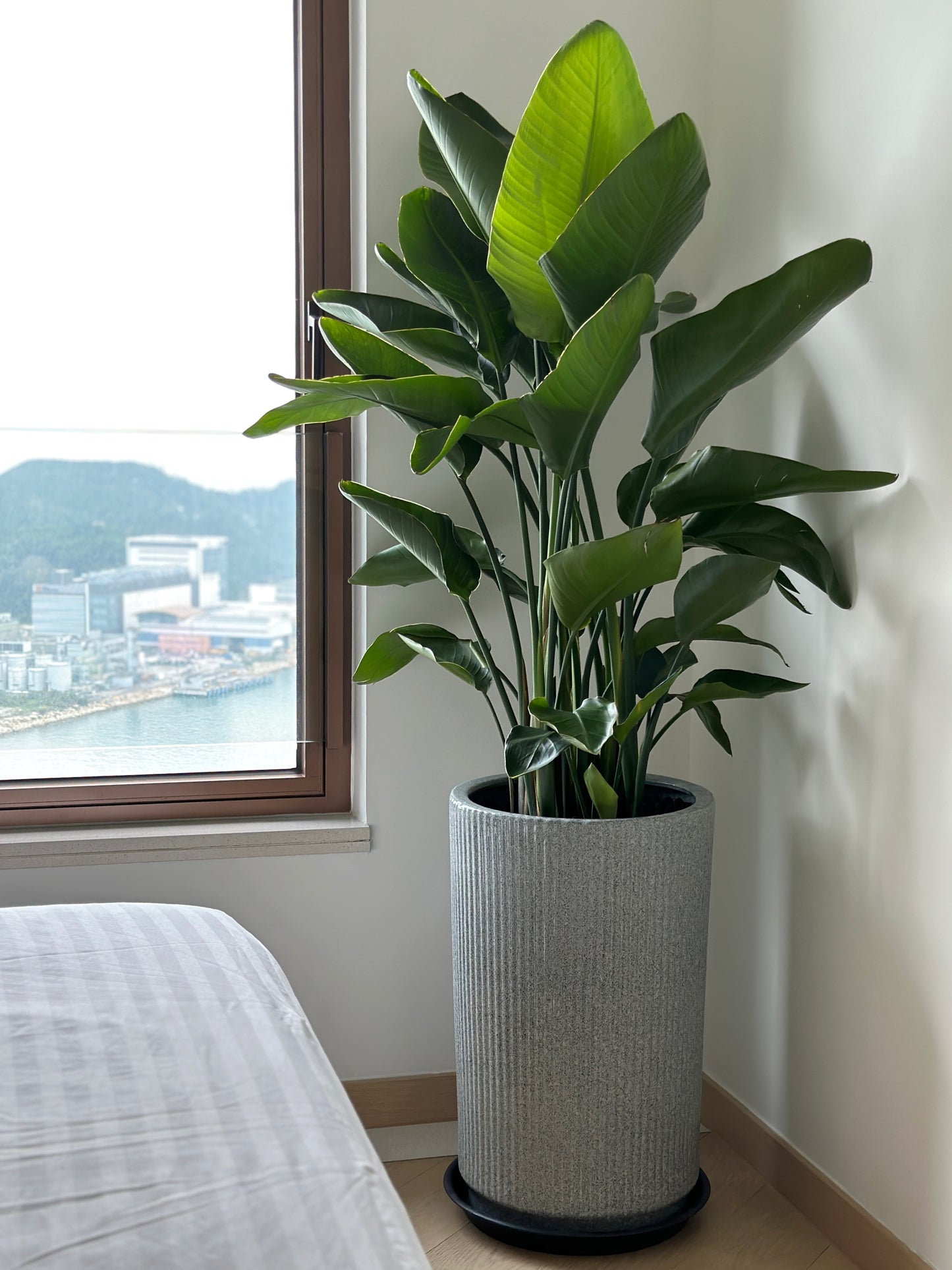天堂鳥 | Bird of Paradise