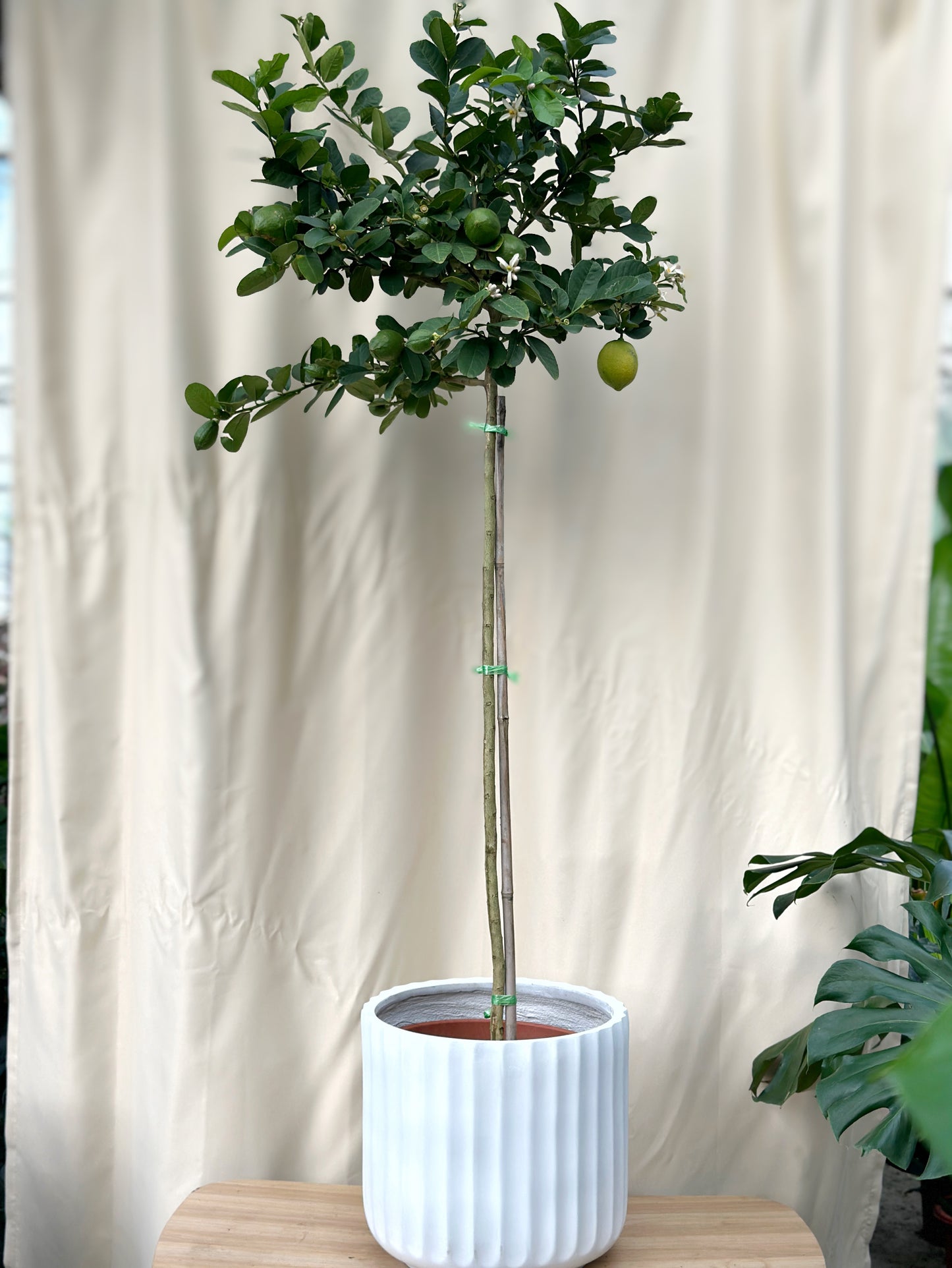 香水檸檬樹| Lemon Tree(Citrus Limon)