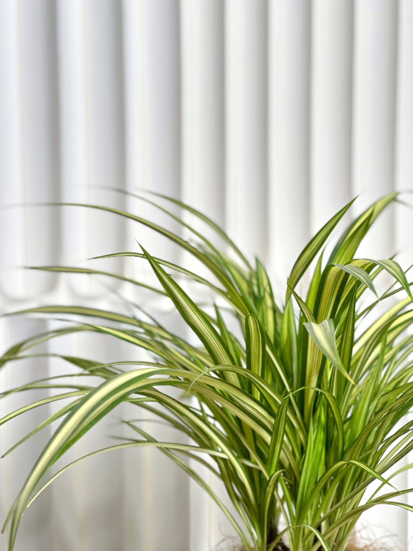金心吊蘭|Spider Plant