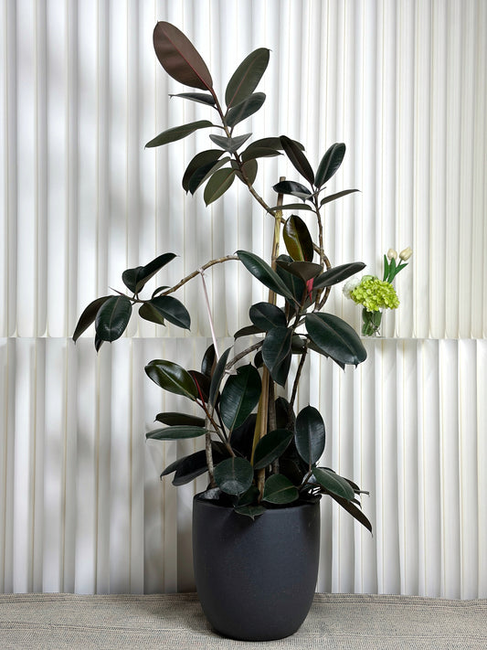 造型橡皮樹|Styled Ficus Elastica ‘Bungundy’