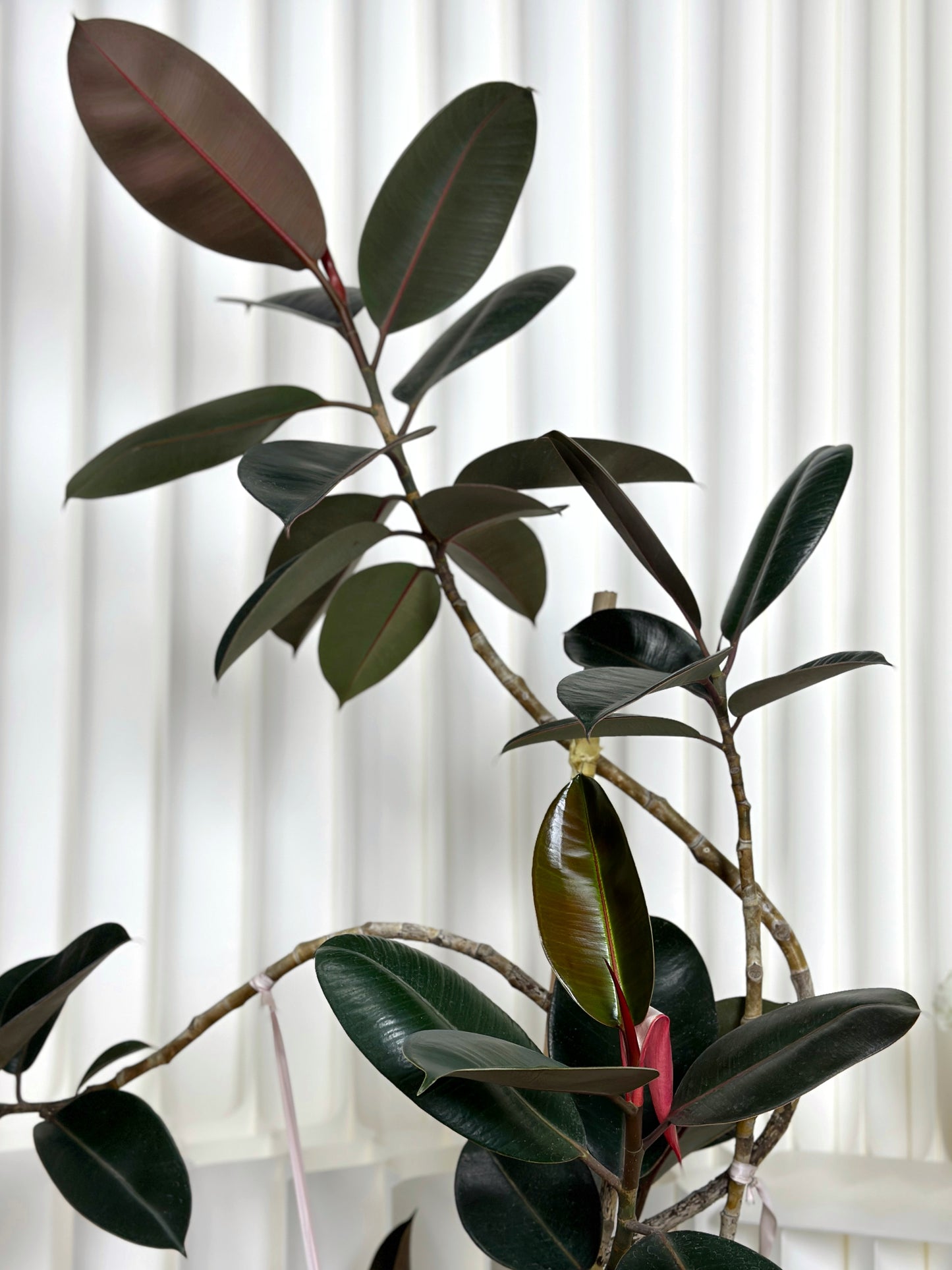 造型橡皮樹|Styled Ficus Elastica ‘Bungundy’