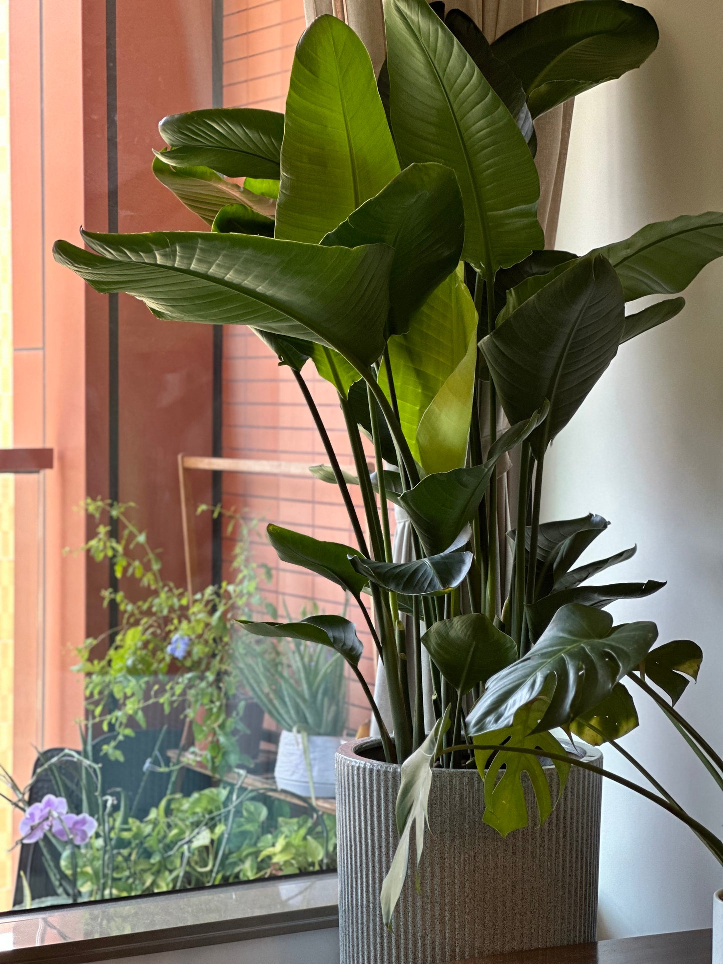 天堂鳥 | Bird of Paradise