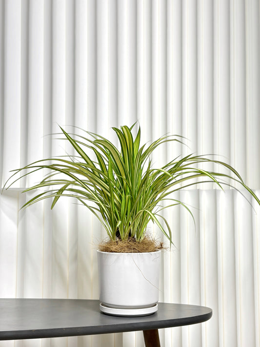 金心吊蘭|Spider Plant