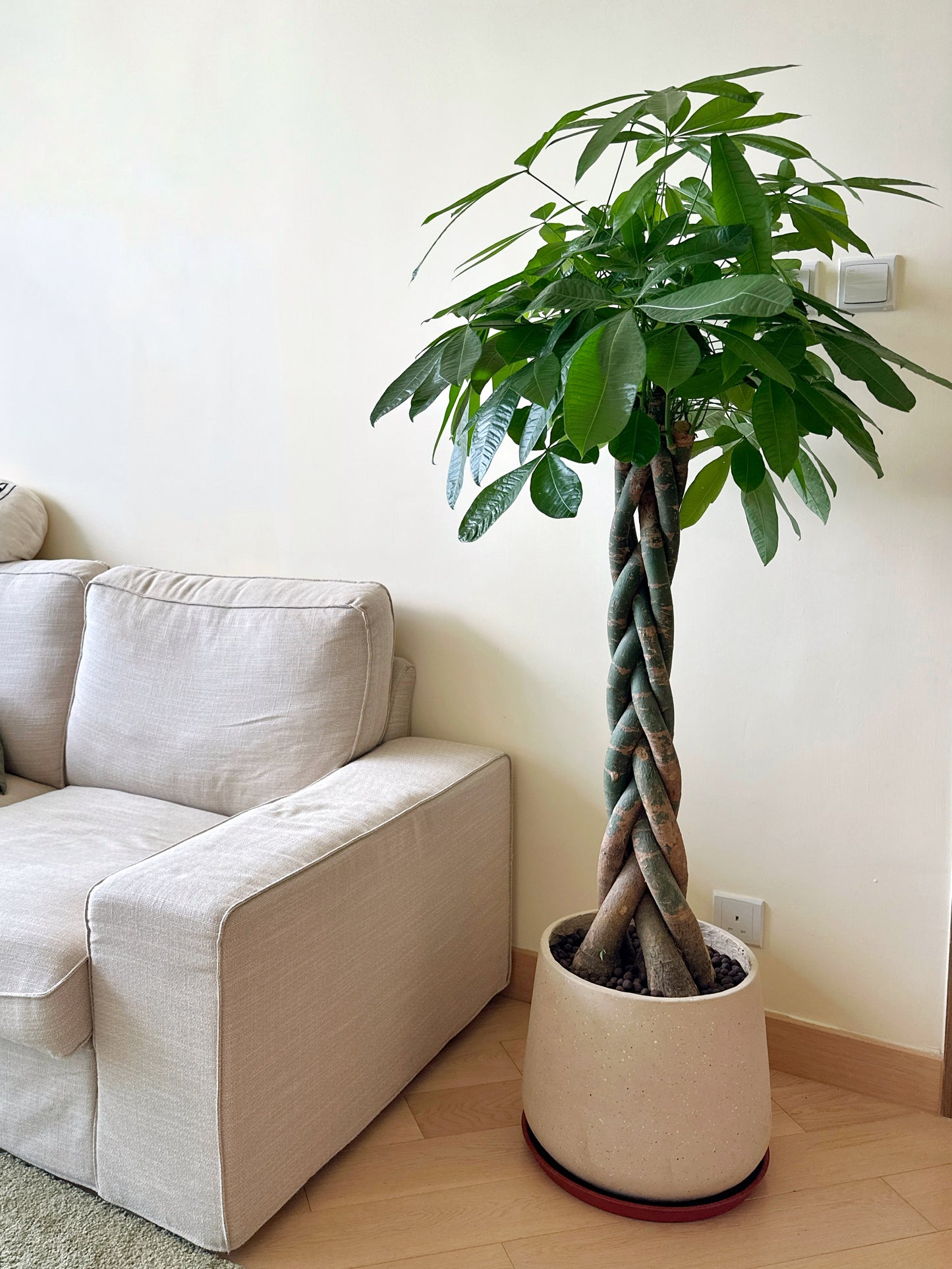 發財樹 | Pachira aquatica
