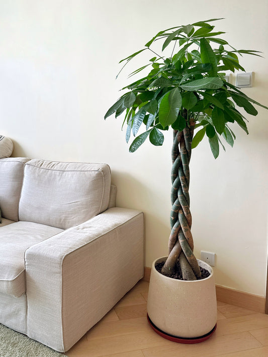 發財樹 | Pachira aquatica