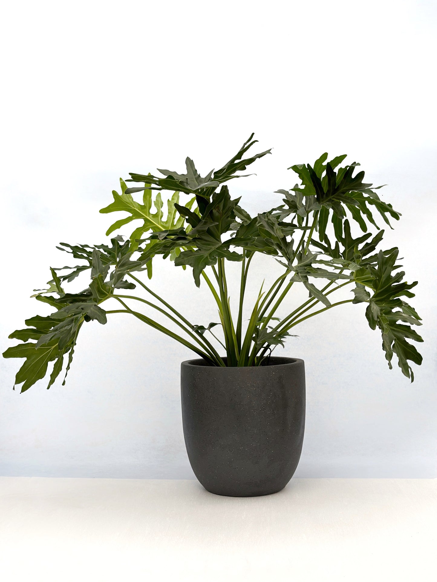 春羽|Tree Philodendron