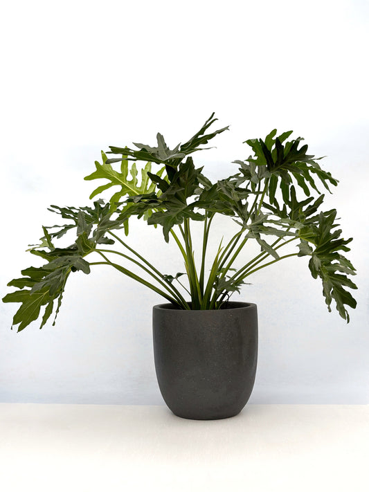 春羽|Tree Philodendron