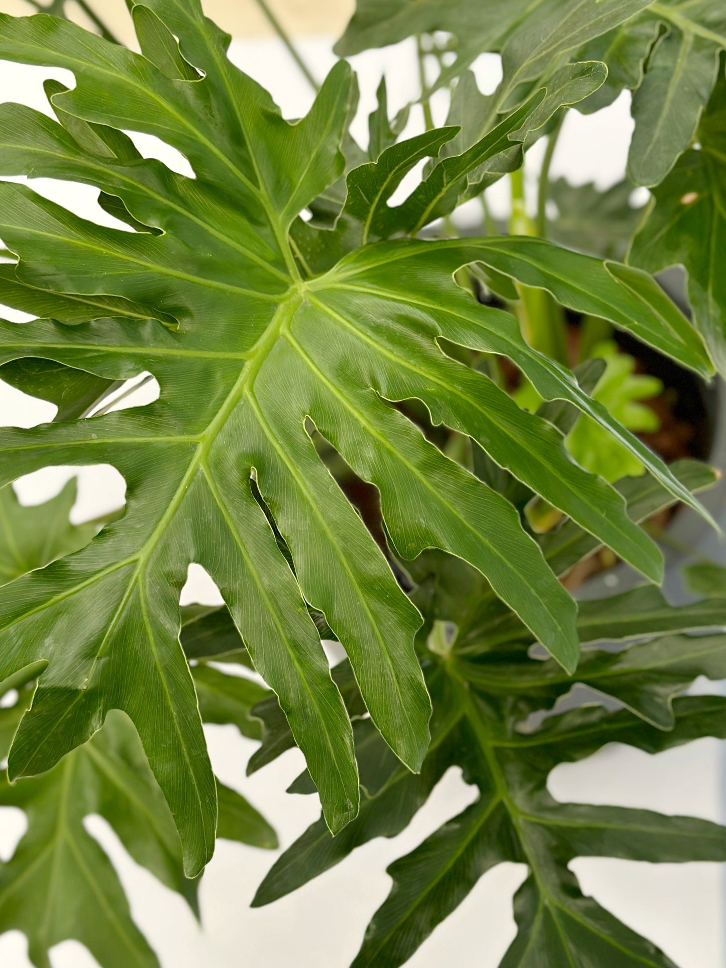 春羽|Tree Philodendron