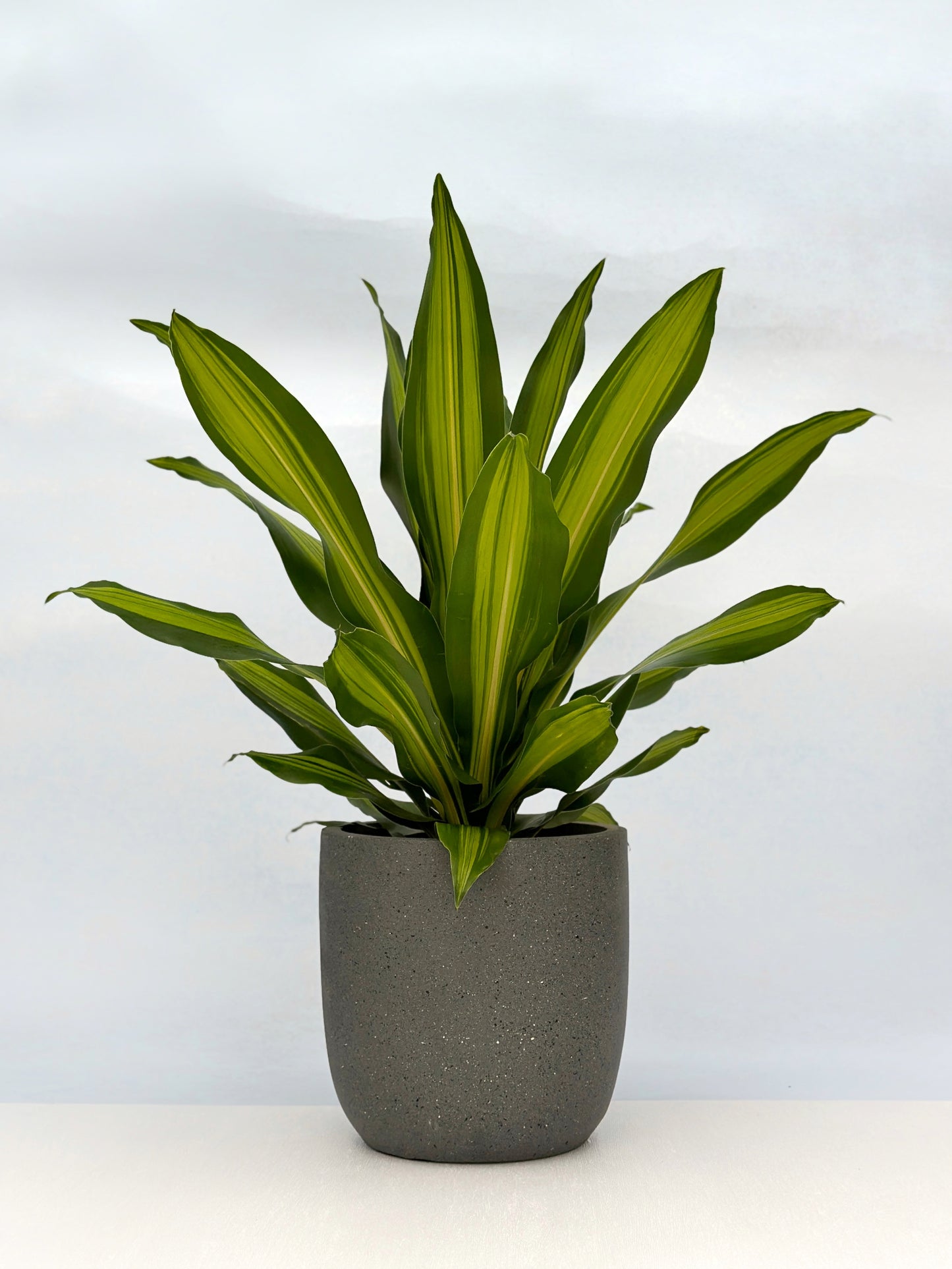 也門鐵|Dracaena Golden Heart