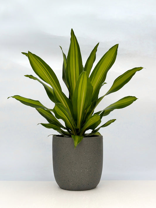 也門鐵|Dracaena Golden Heart