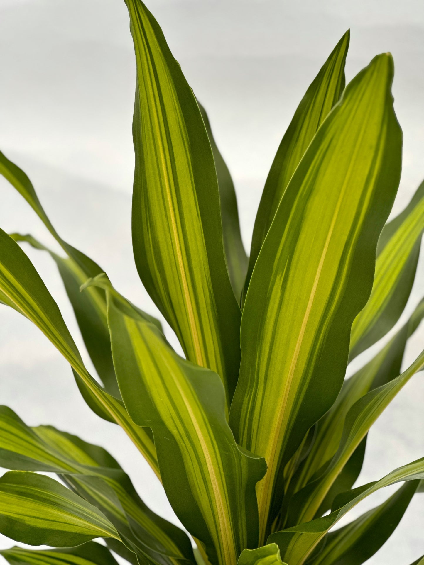 也門鐵|Dracaena Golden Heart