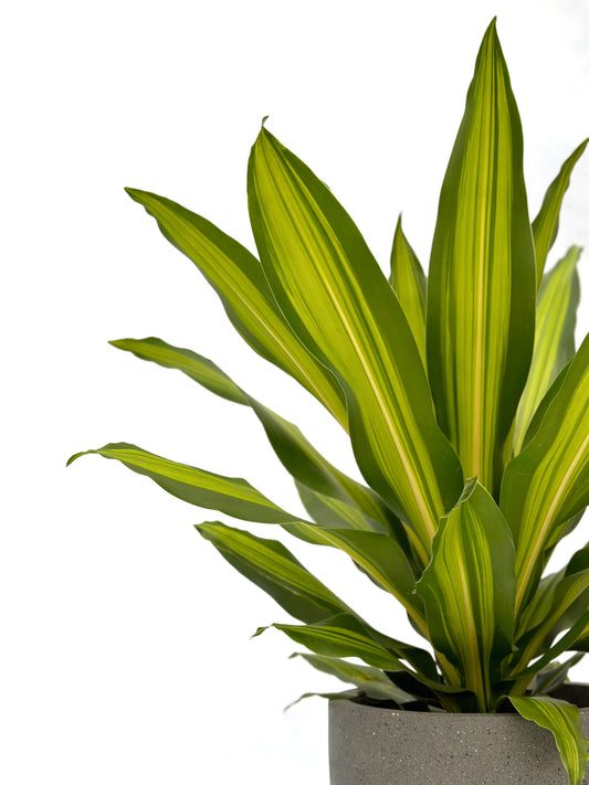 也門鐵|Dracaena Golden Heart