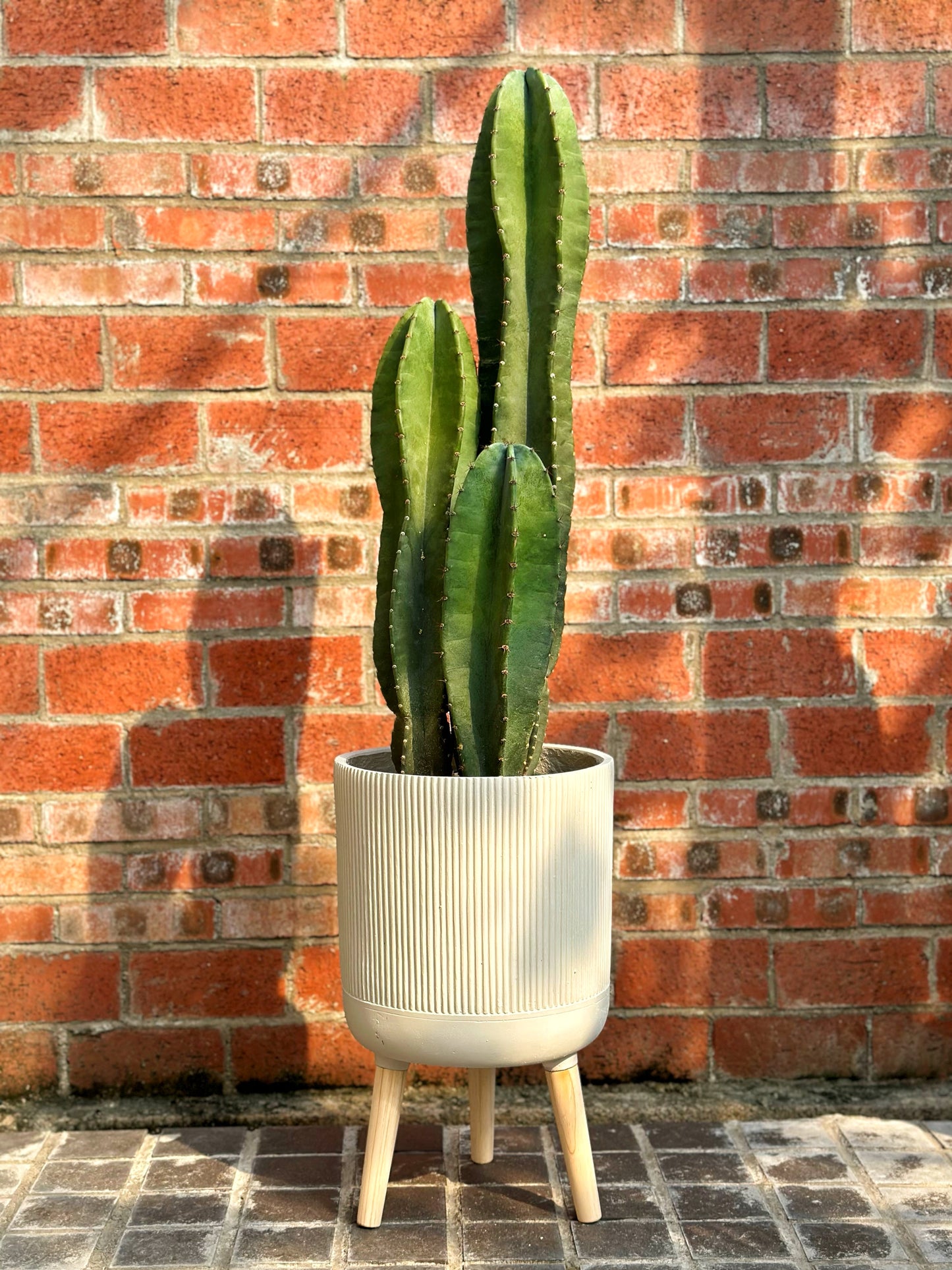量天尺|Hylocereus undatus