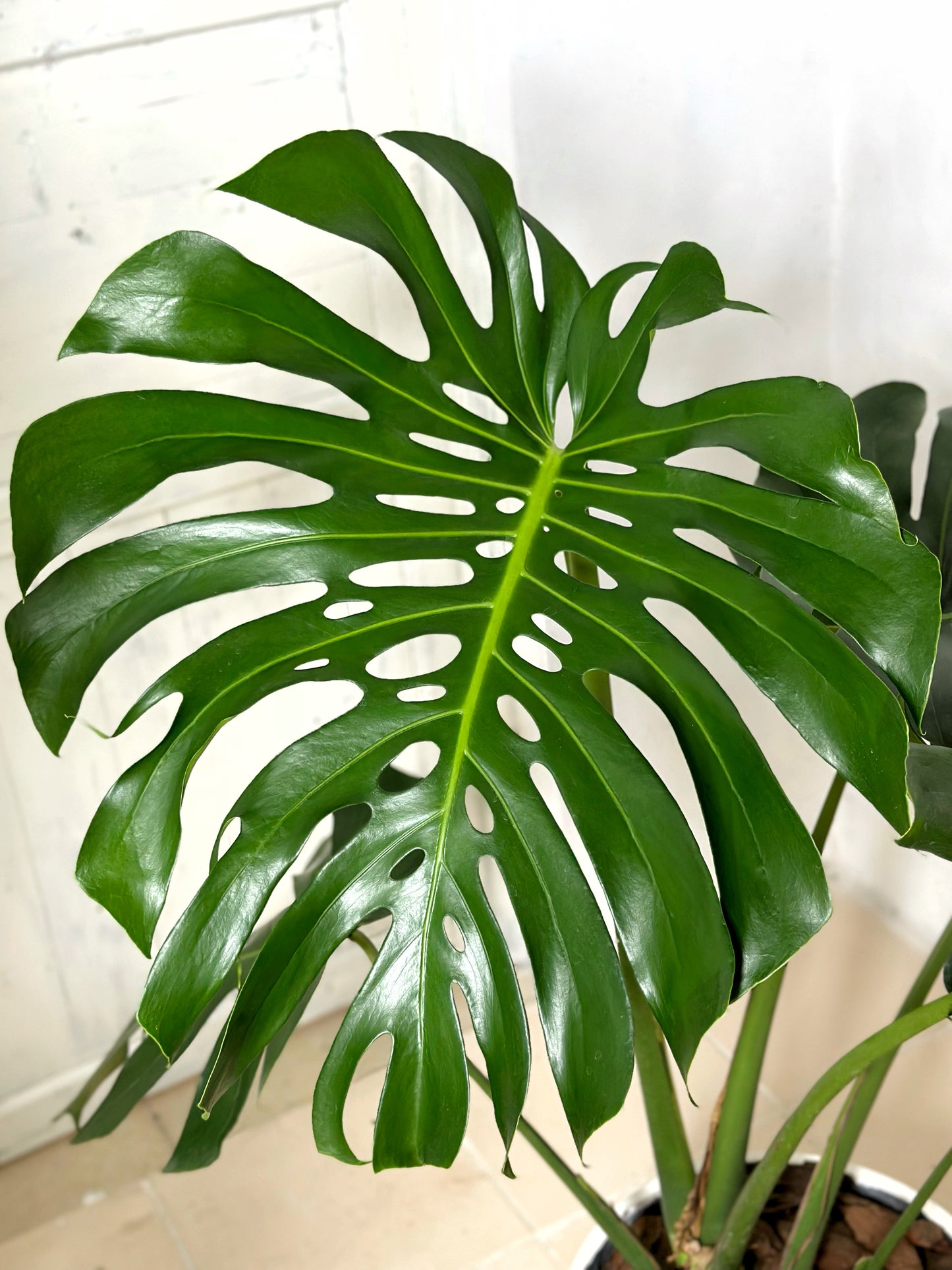老樁龜背竹|Monstera Deliciosa