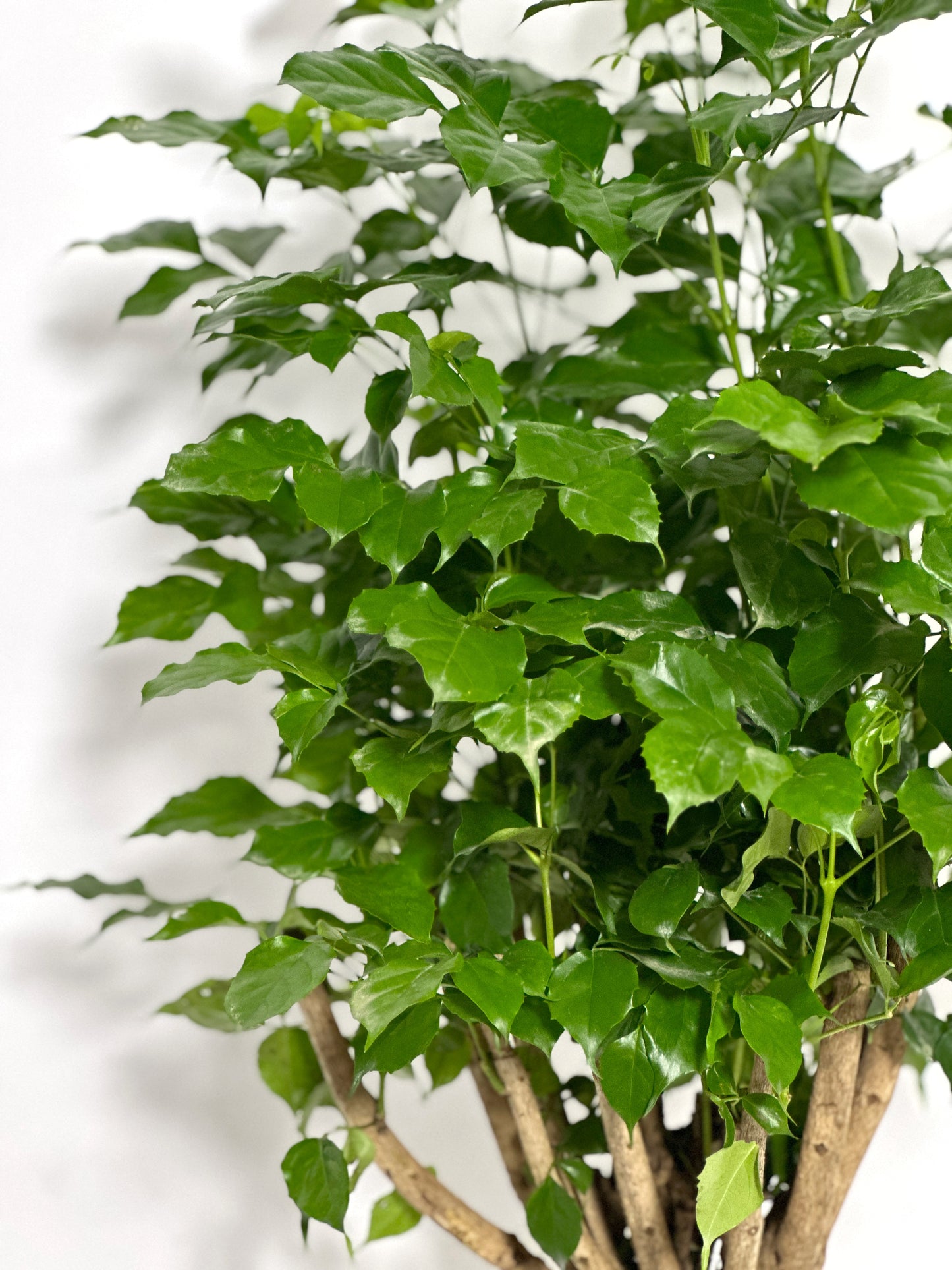 綠寶 | Radermachera hainanensis Merr