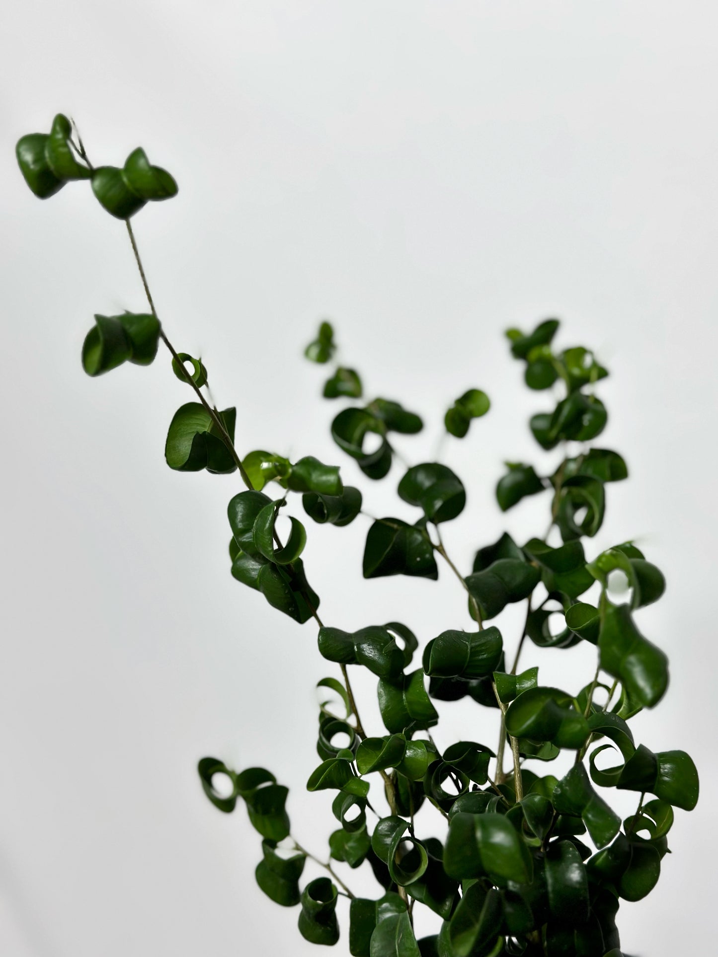 捲葉榕|Ficus Benjamina Barok
