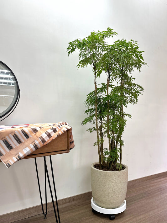 日本參樹 | Ming Tree
