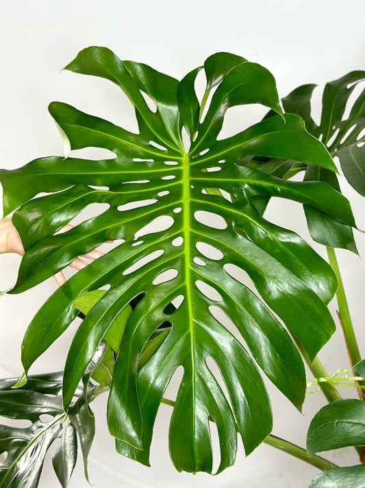 老樁龜背竹|Monstera Deliciosa