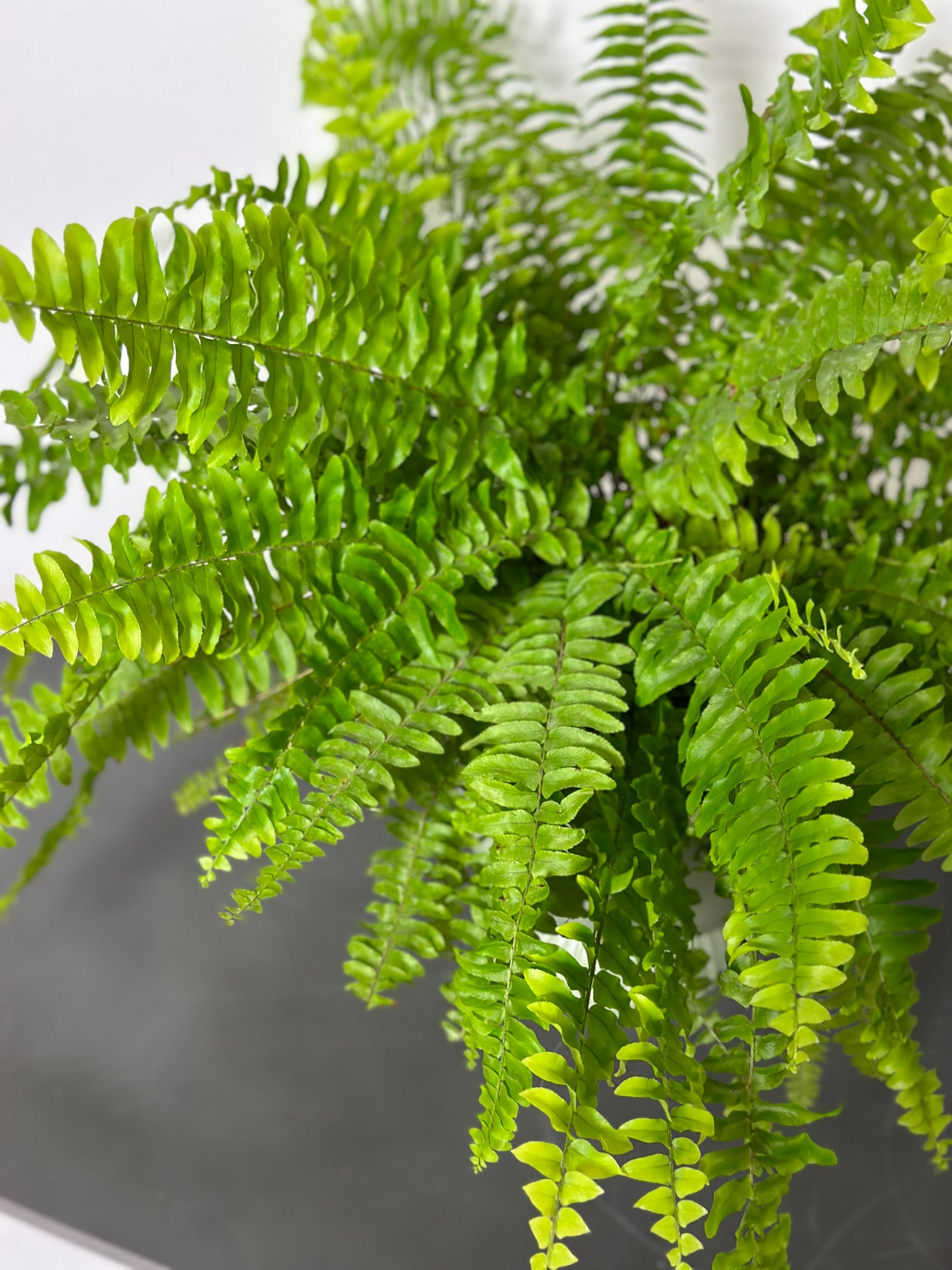 波士頓蕨 | Nephrolepis exaltata