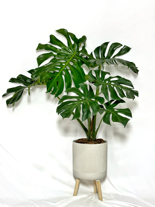 老樁龜背竹|Monstera Deliciosa