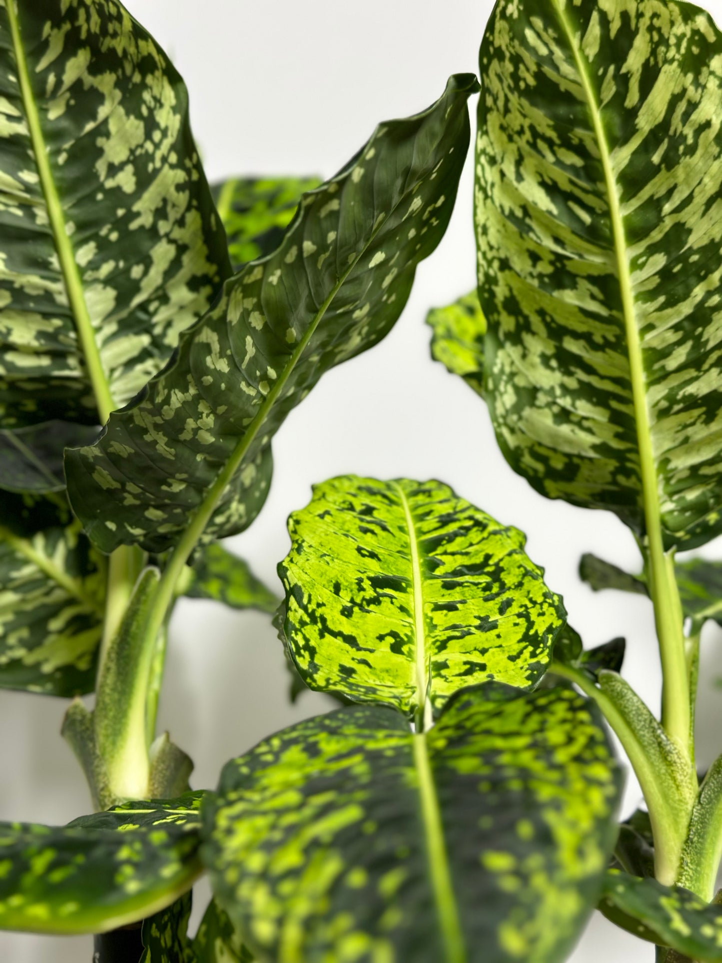 Dieffenbachia 'Reflector' | Dieffenbachia 'Reflector'