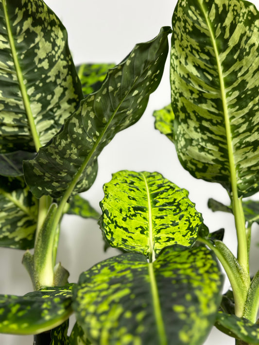 帝王萬年青 | Dieffenbachia 'Reflector'