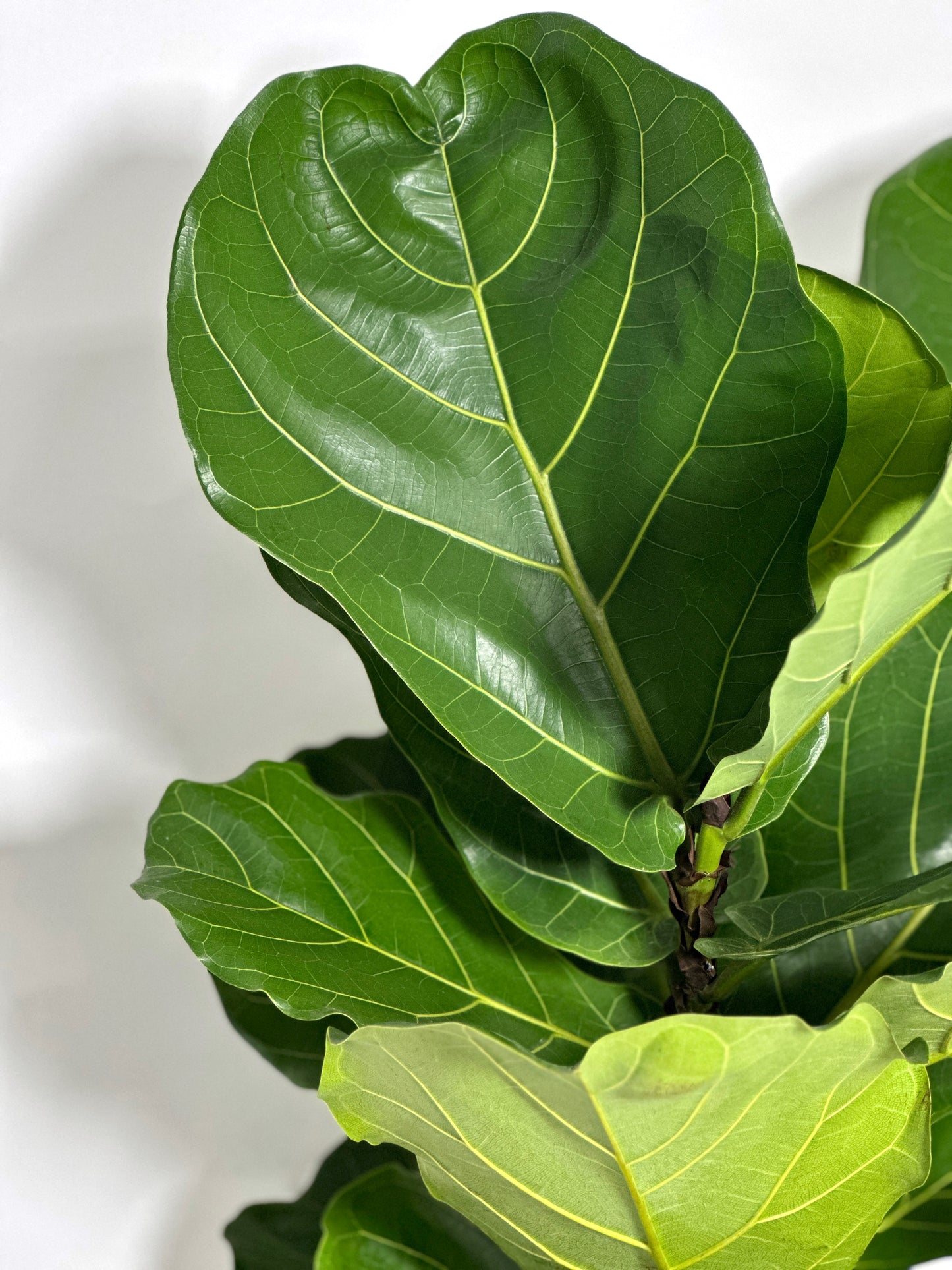 琴葉榕(中型) | Fiddle Leaf Fig