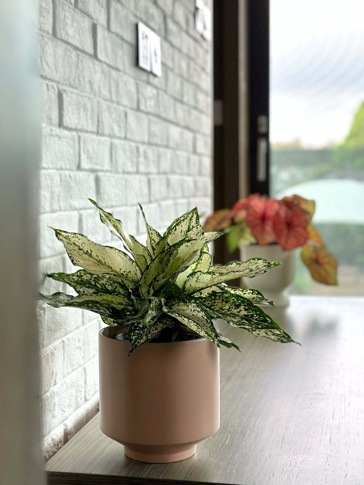 白雪公主粗肋草 | Aglaonema Snow White