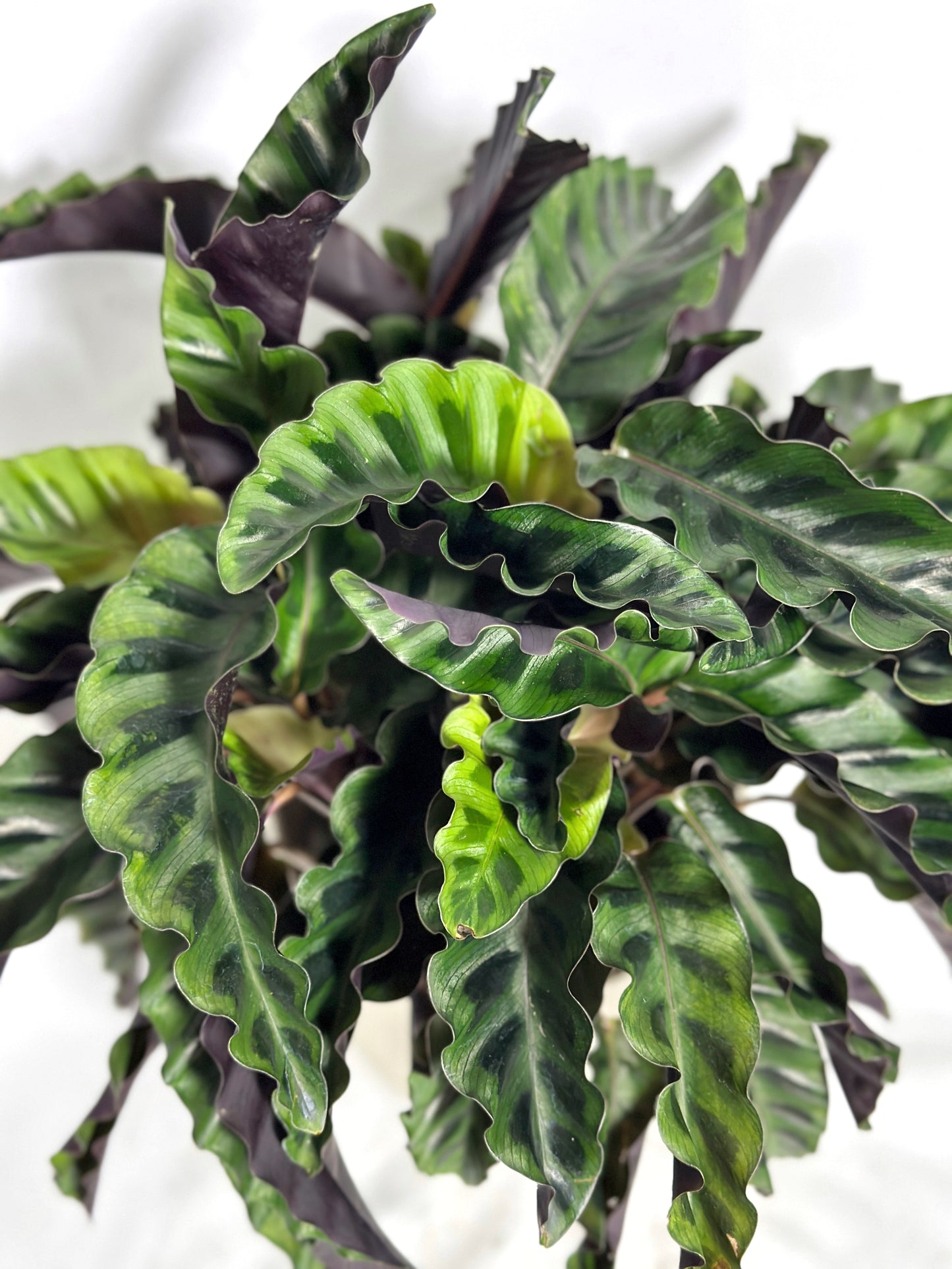 錦繡竹芋 | Calathea Gandersii