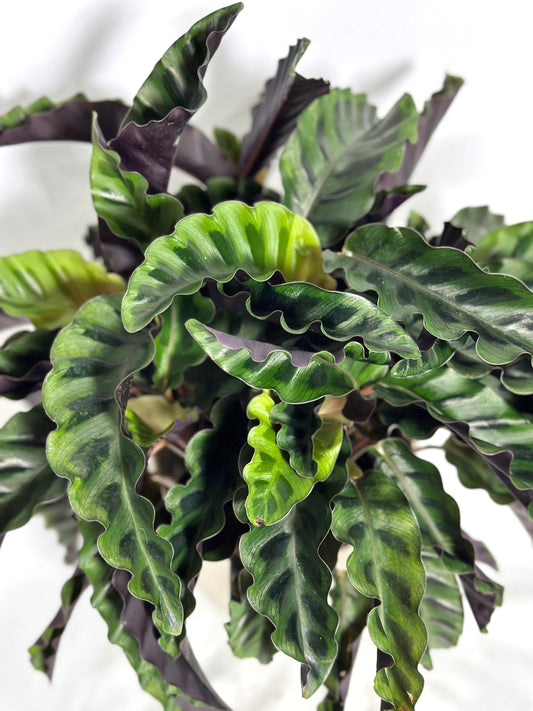 錦繡竹芋|Calathea Gandersii