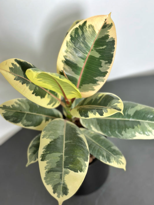 斑葉橡皮樹(小型)|Ficus Elastica Variegata