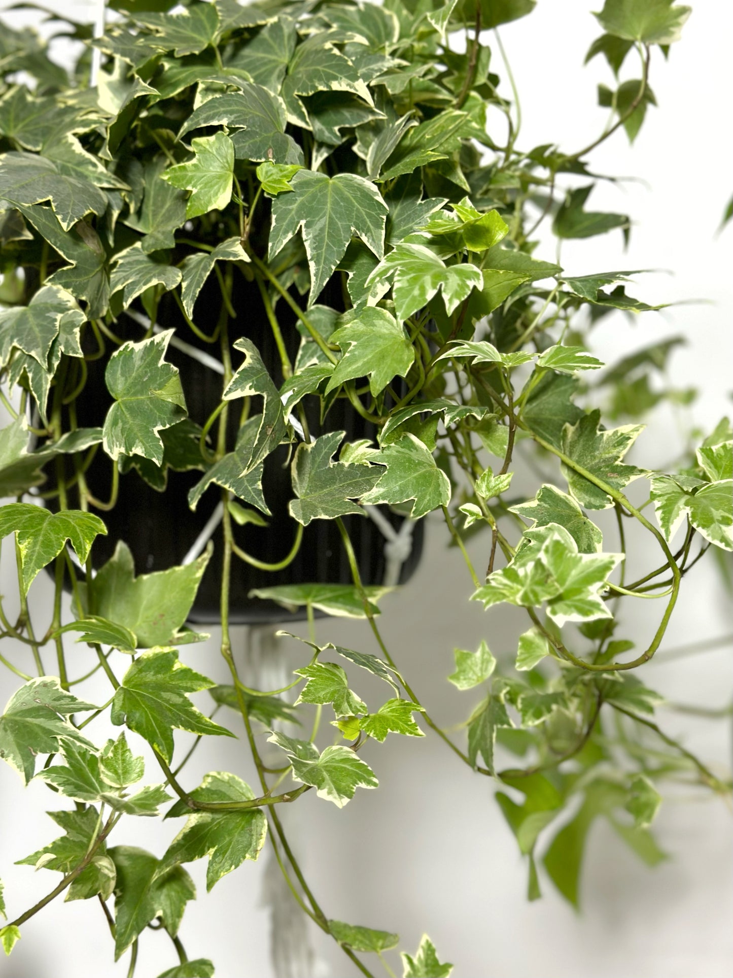 Mosaic ivy | Hedera helix