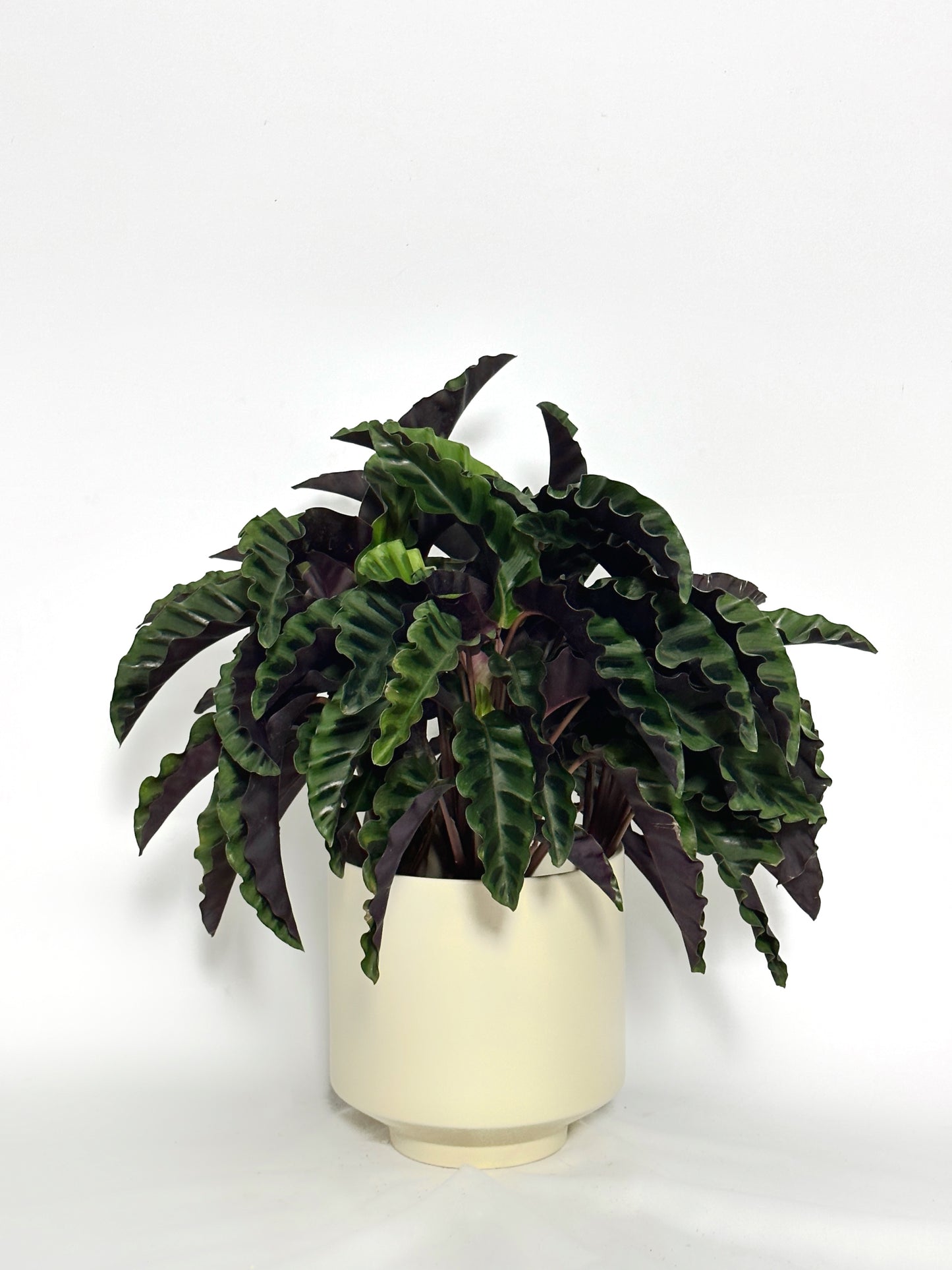 錦繡竹芋 | Calathea Gandersii