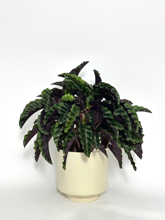 錦繡竹芋|Calathea Gandersii