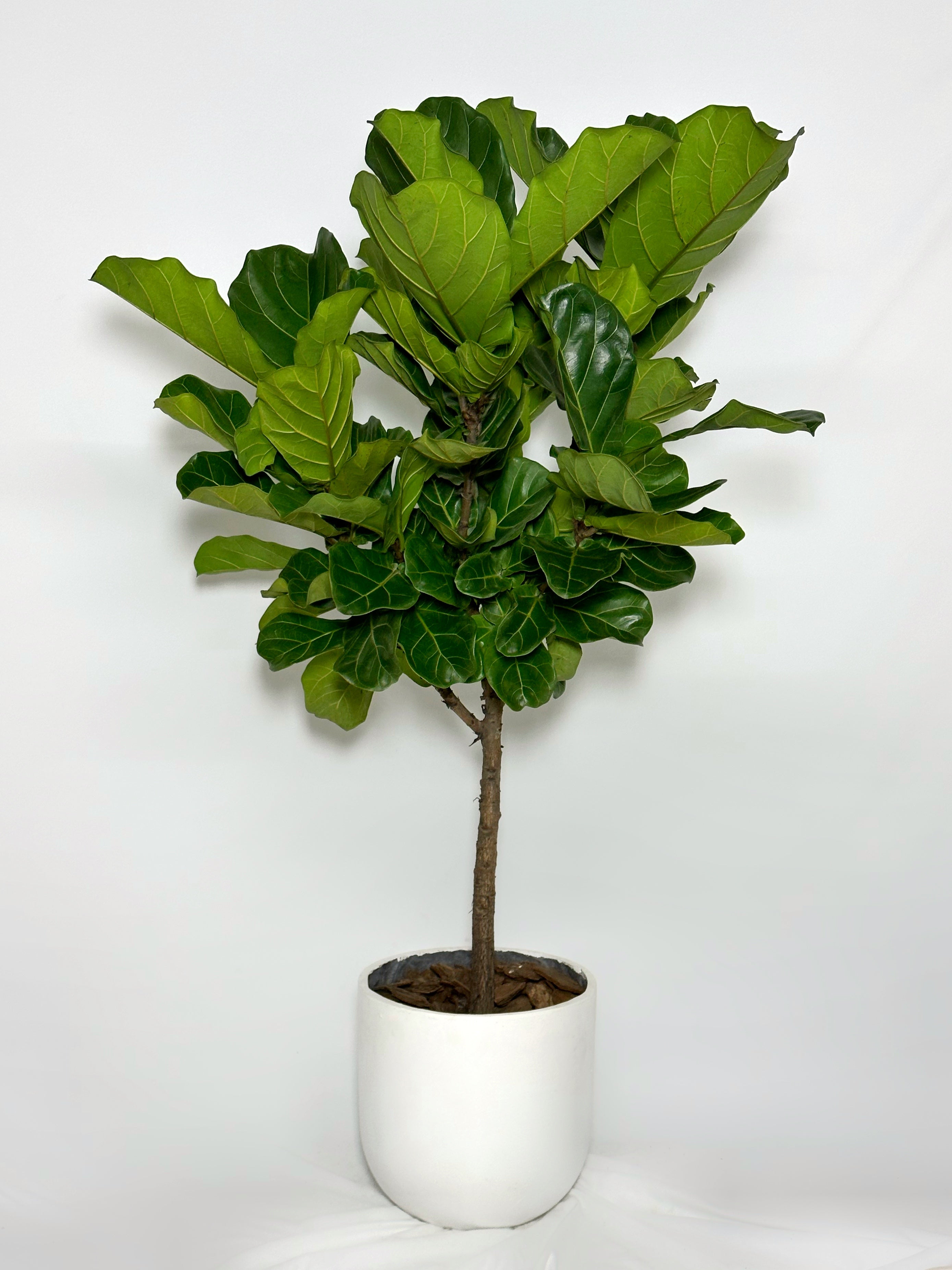 fiddle leaf fig 中文 琴葉榕| Fiddle Leaf Fig – Jungle Corner