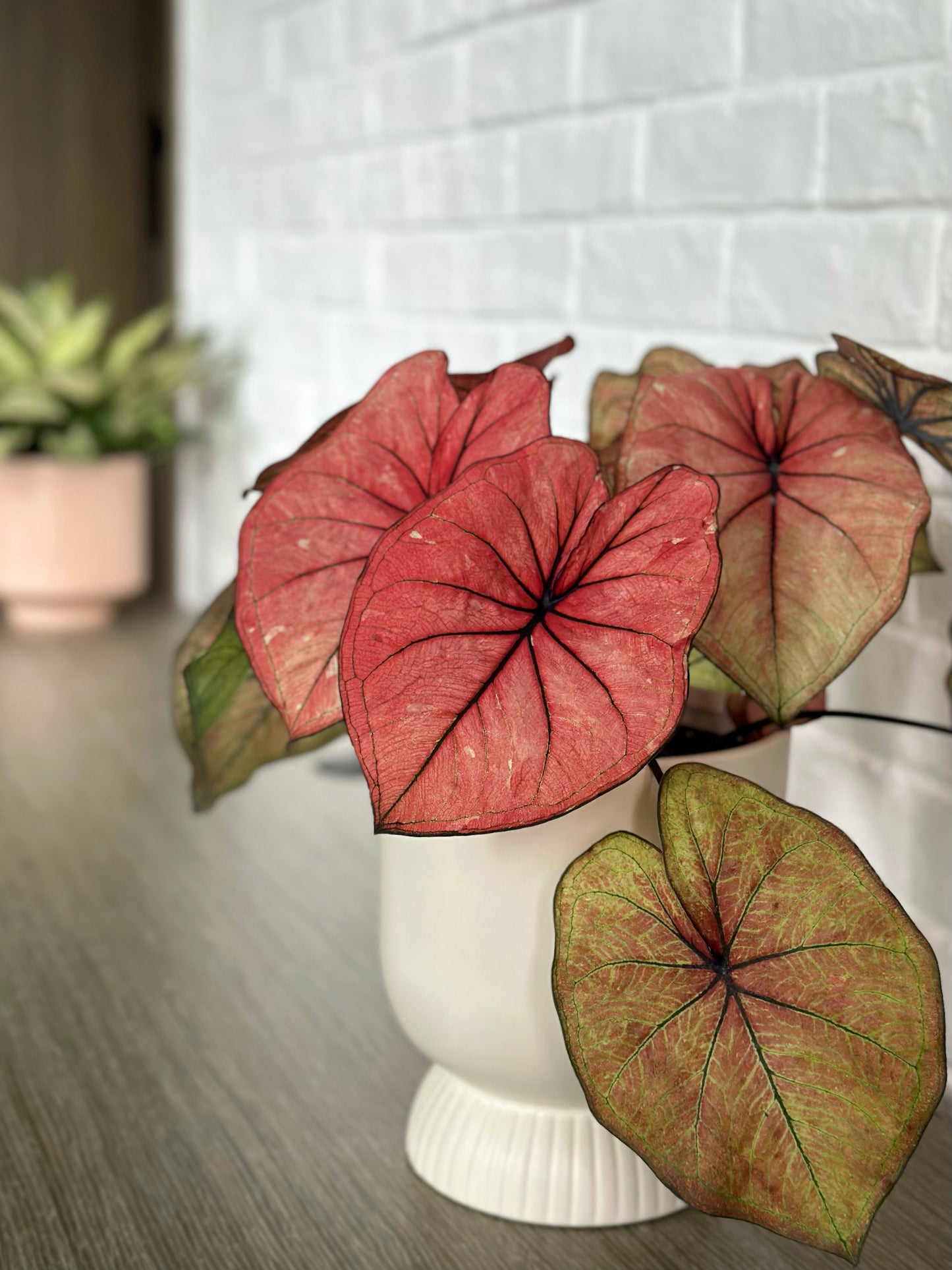 彩葉芋#2-Peach Juice | Caladium bicolor