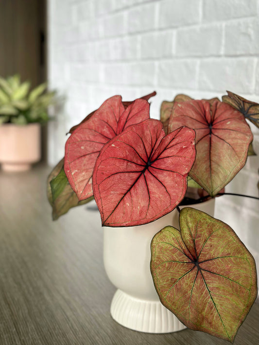 彩葉芋#2-Peach Juice | Caladium bicolor