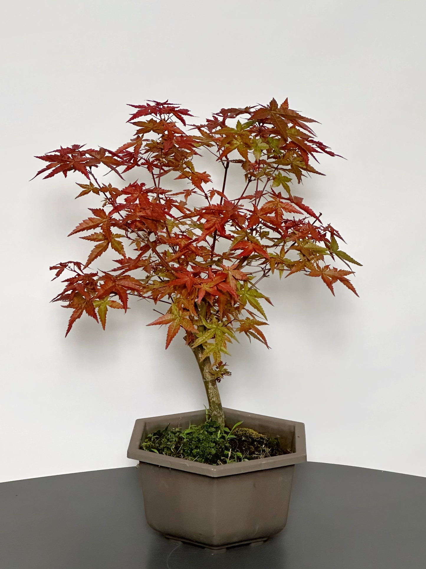 紅楓|Red Maple