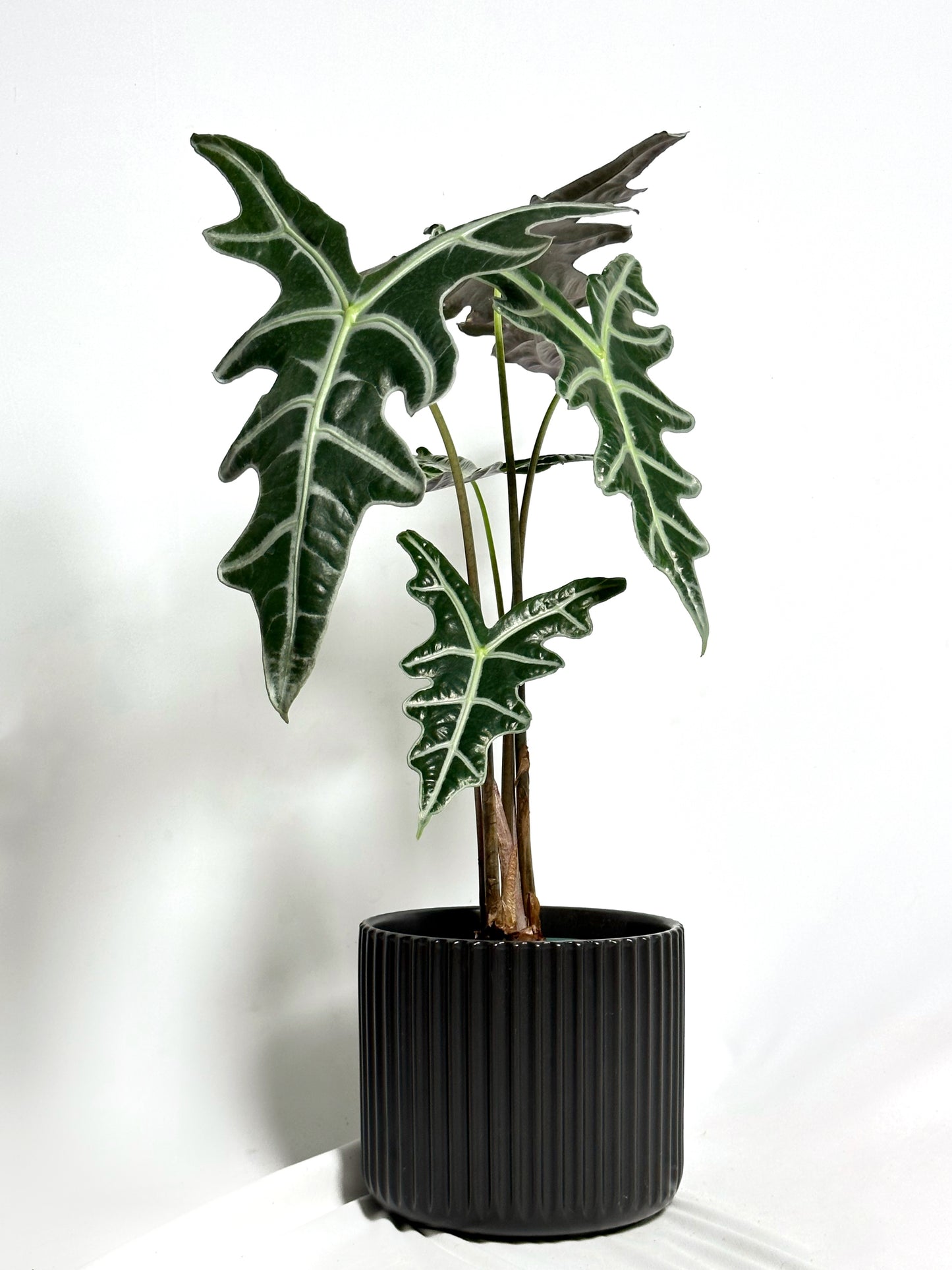 諾比觀音蓮 | Alocasia nobilis