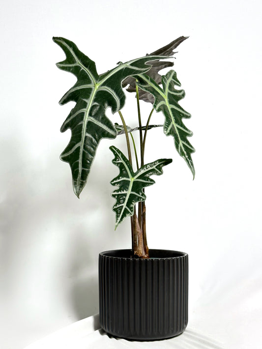 諾比觀音蓮 | Alocasia nobilis