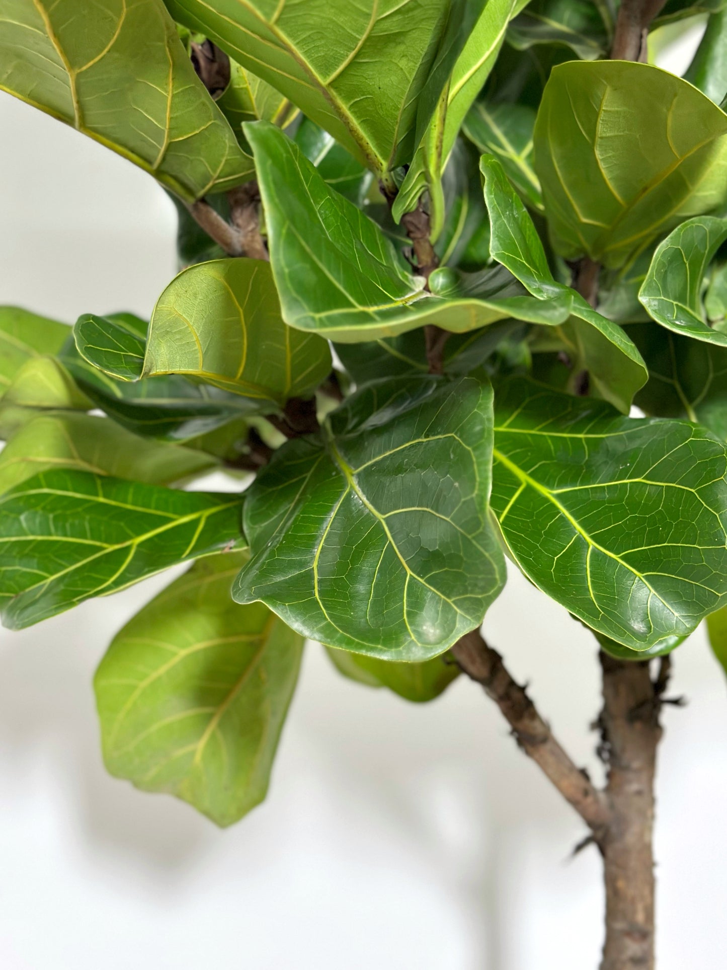 琴葉榕 | Fiddle Leaf Fig