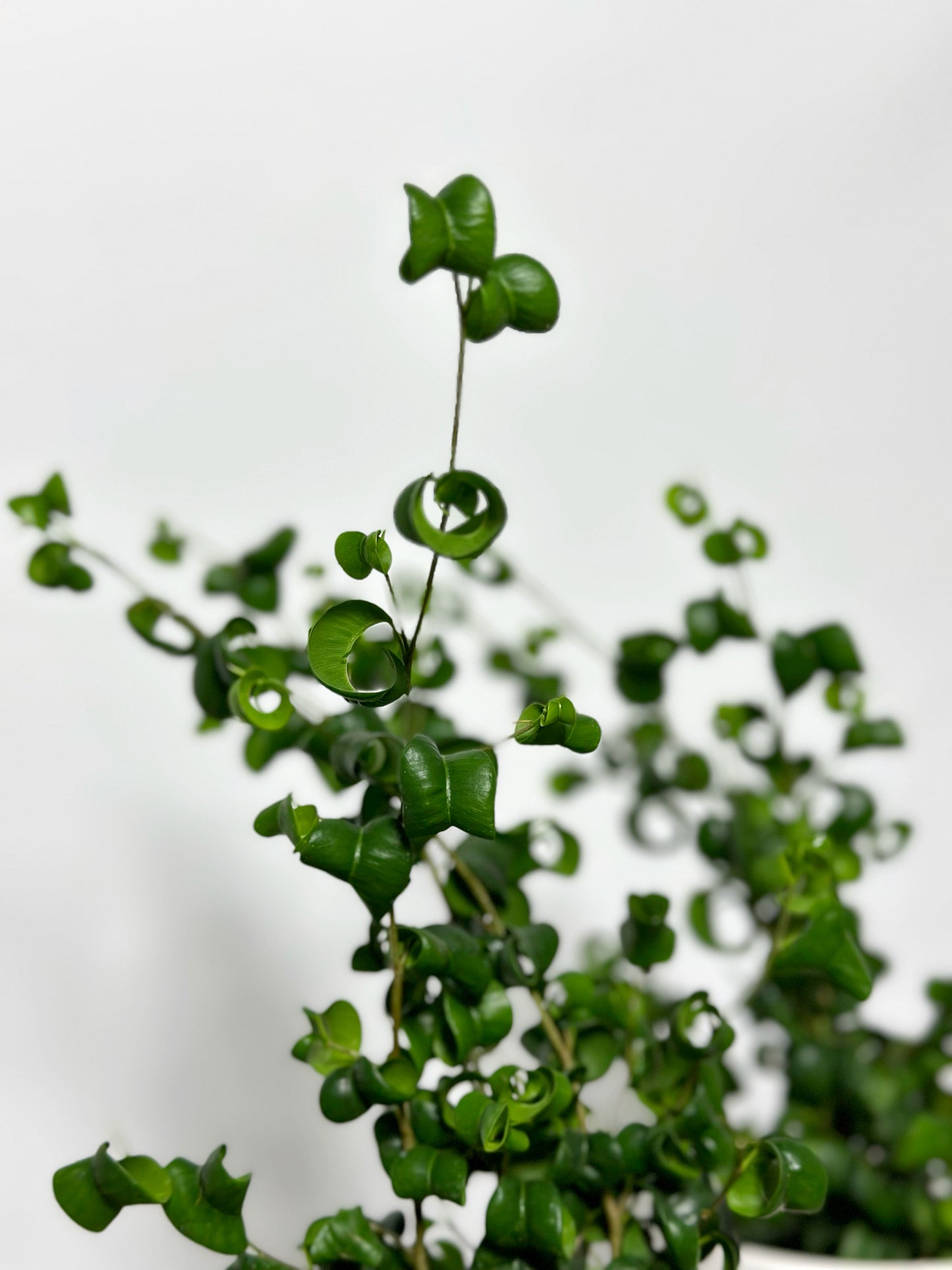 捲葉榕|Ficus Benjamina Barok