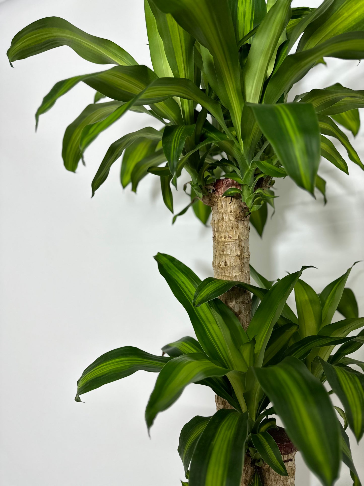 巴西鐵樹 | Dracaena fragrans