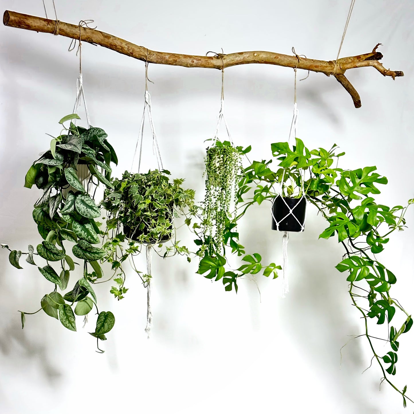 Mosaic ivy | Hedera helix